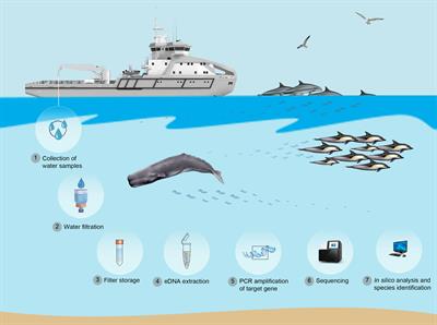 Environmental DNA (eDNA) for monitoring marine mammals: Challenges and opportunities